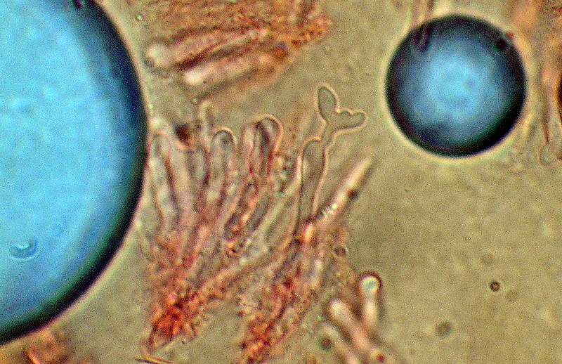 Panellus stipticus var. albidotomentosus  ?